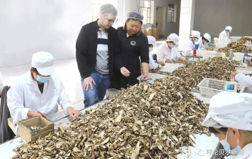 首次自營(yíng)出口,呼倫貝爾的野生蘑菇開(kāi)始進(jìn)入歐洲市場(chǎng)