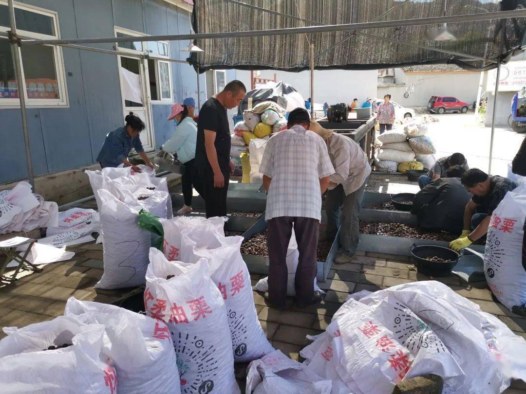 首創(chuàng)集團(tuán)丨農(nóng)民增收 鄉(xiāng)村振興!北京農(nóng)投公司啟動(dòng)對口幫扶村板栗收購_