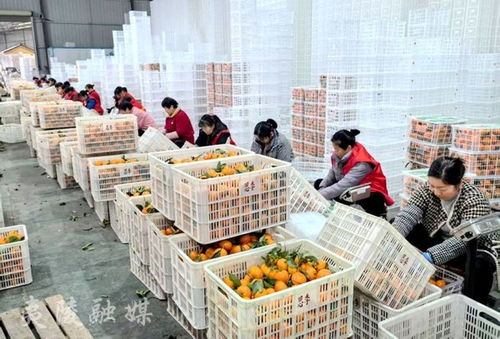 宜昌夷陵 柑橘企業出口忙 產業鏈高質量發展